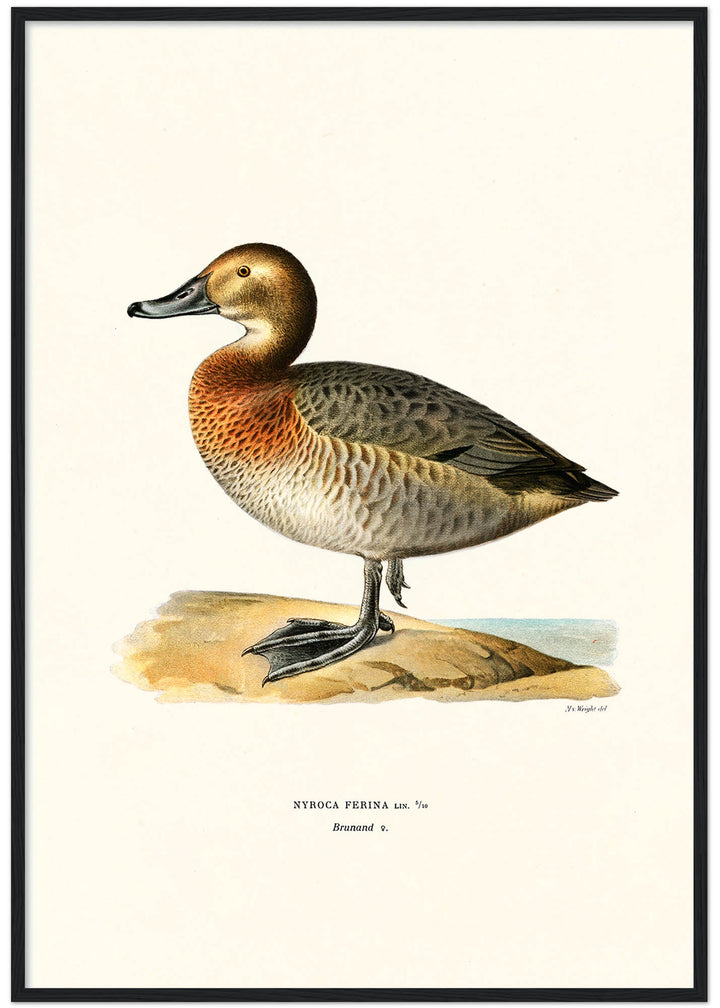Fågeln Brunand på klassisk vintage poster/affisch
