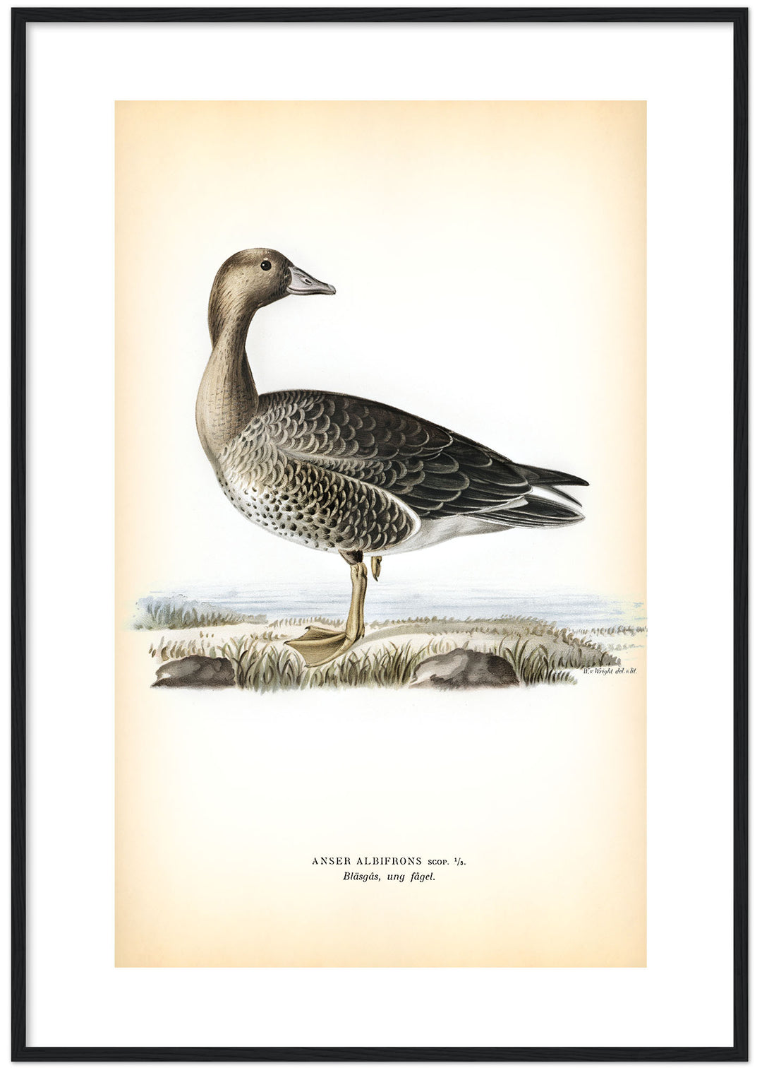 Fågeln Bläsgås, ung på klassisk vintage poster/affisch