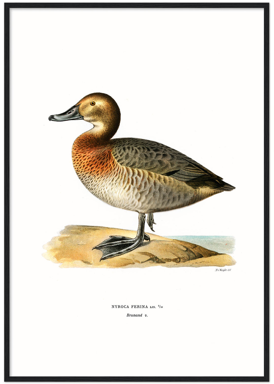 Fågeln Brunand på klassisk vintage poster/affisch