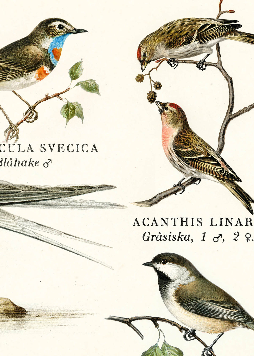 Fjällfåglar i Sverige