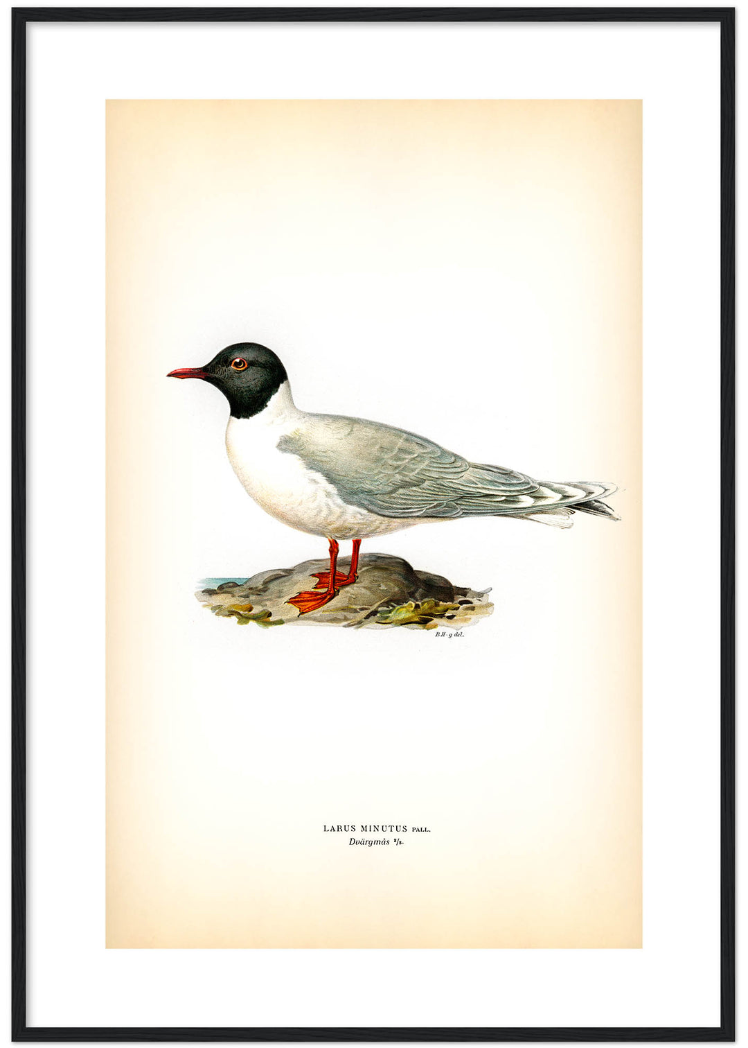 Fågeln Dvärgmås på klassisk vintage poster/affisch