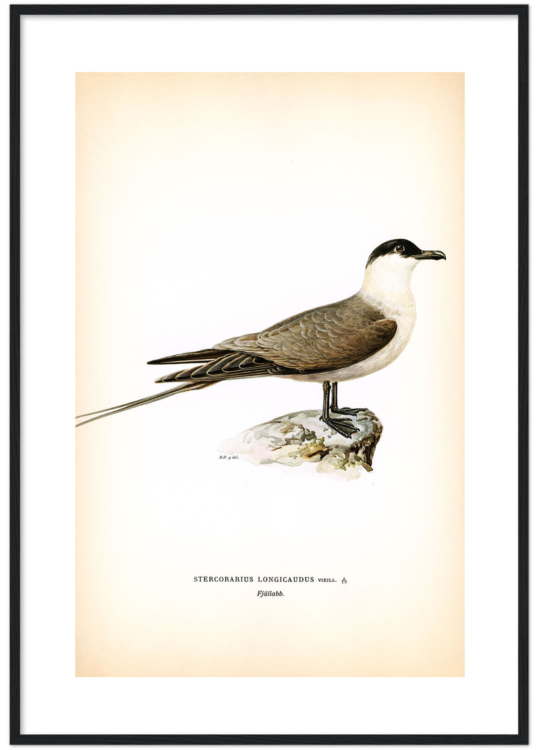 Fågeln Fjällabb på klassisk vintage poster/affisch