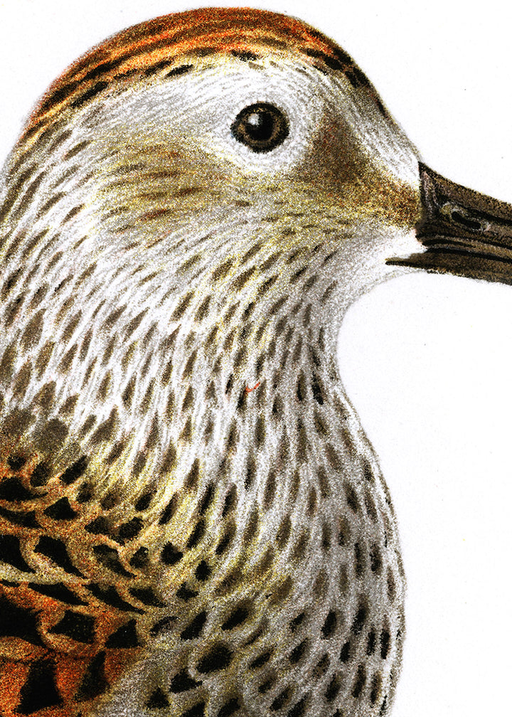 Fågeln Kärrsnäppa på klassisk vintage poster/affisch