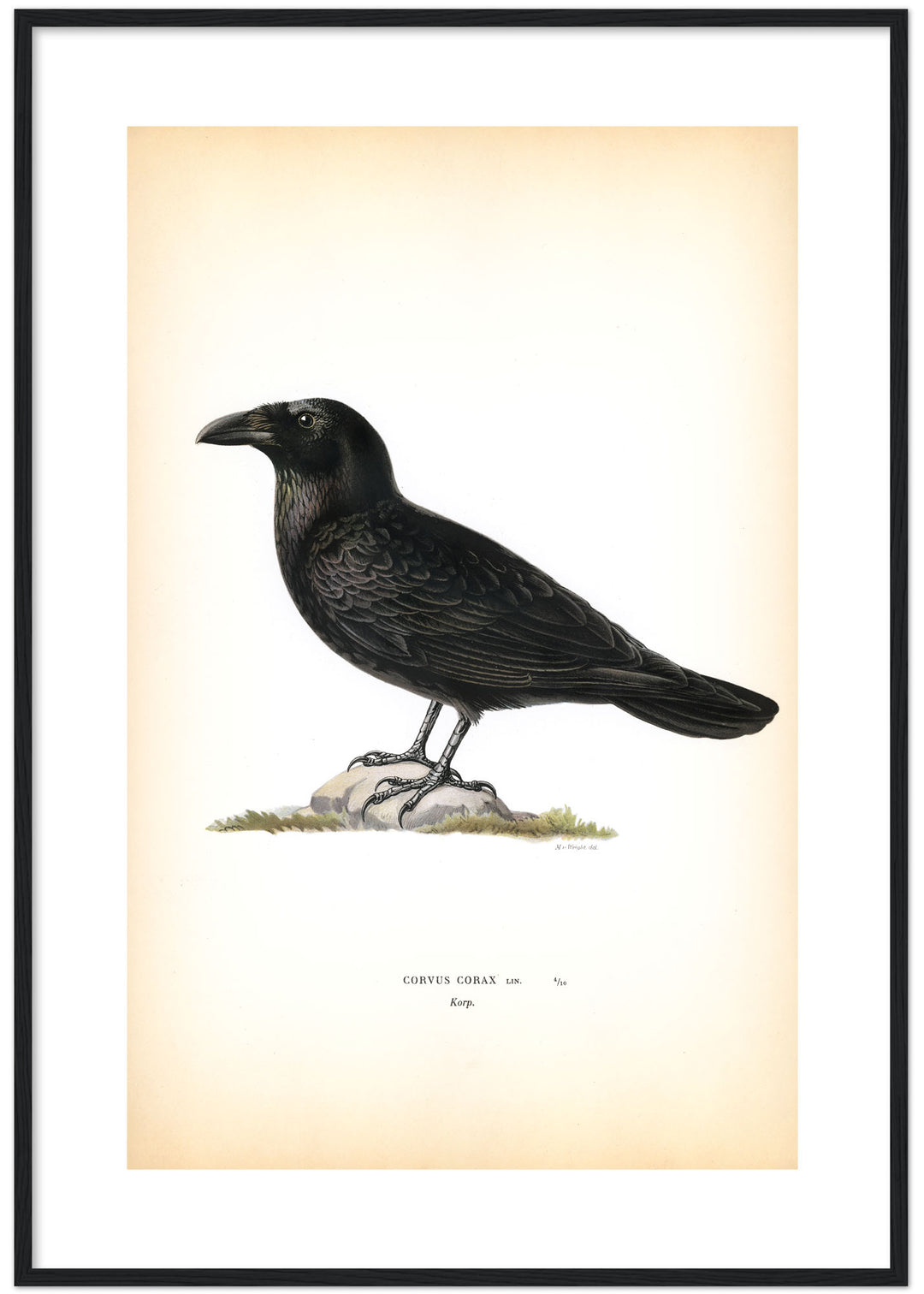 Fågeln Korp på klassisk vintage poster/affisch