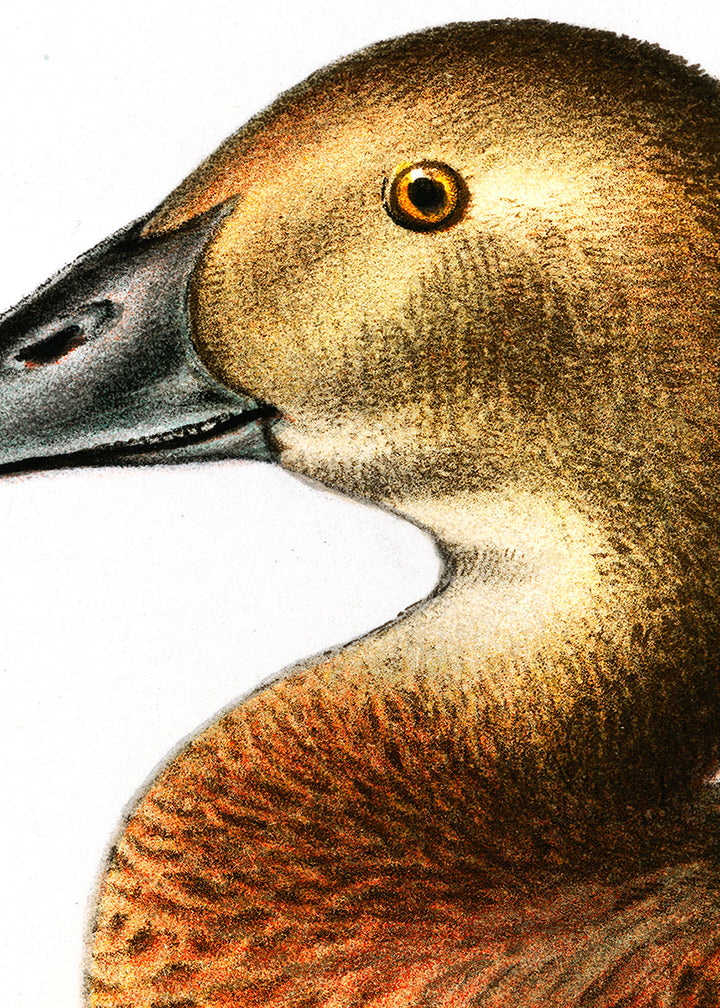 Fågeln Brunand på klassisk vintage poster/affisch