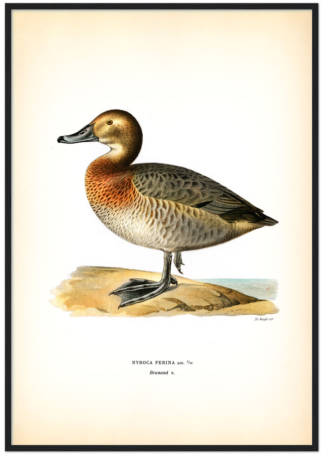 Fågeln Brunand på klassisk vintage poster/affisch