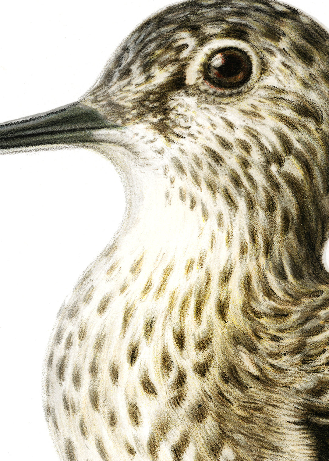 Fågeln Grönbena på klassisk vintage poster/affisch