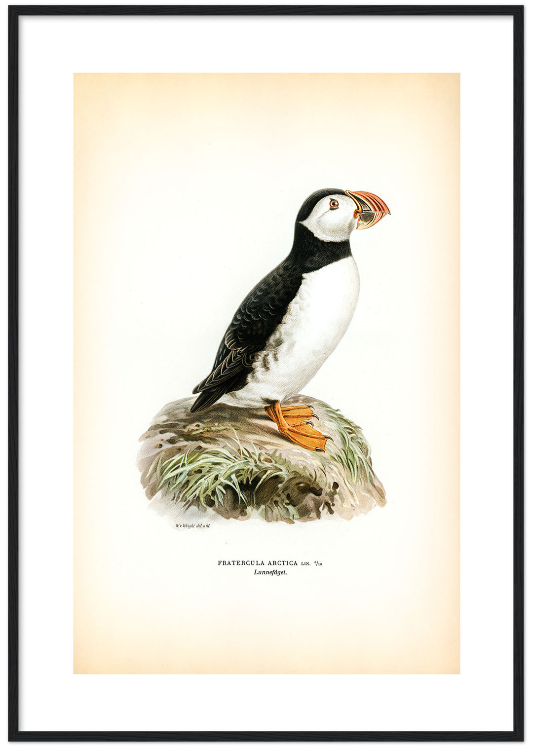 Fågeln Lunnefågel på klassisk vintage poster/affisch