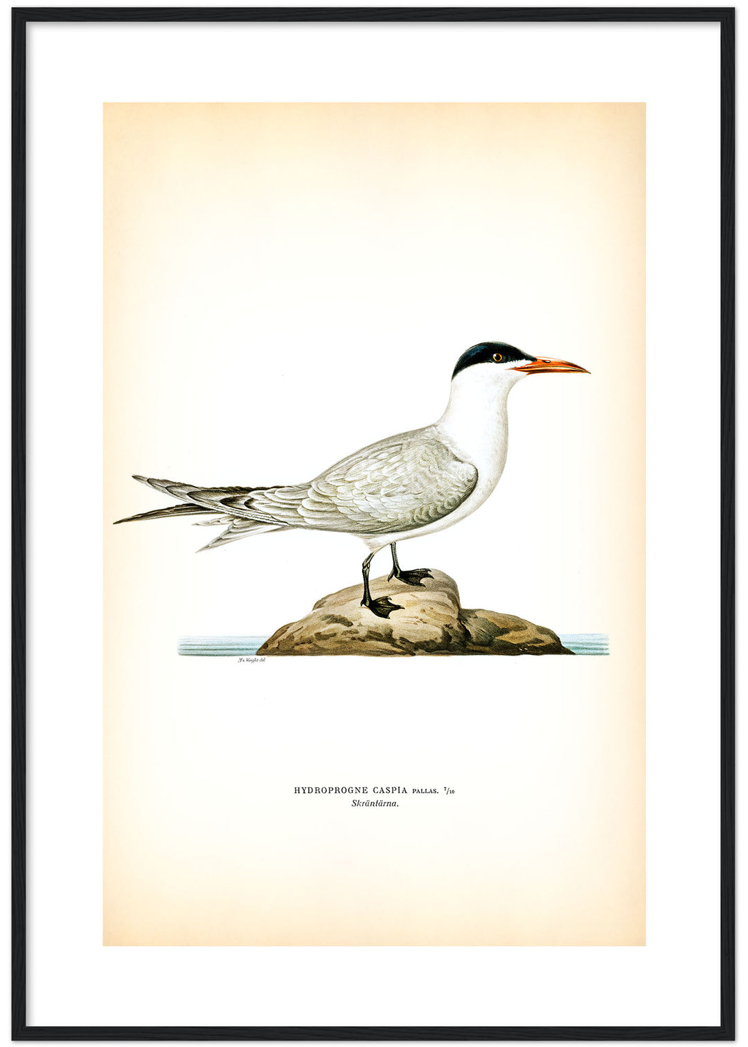 Fågeln Skräntärna på klassisk vintage poster/affisch