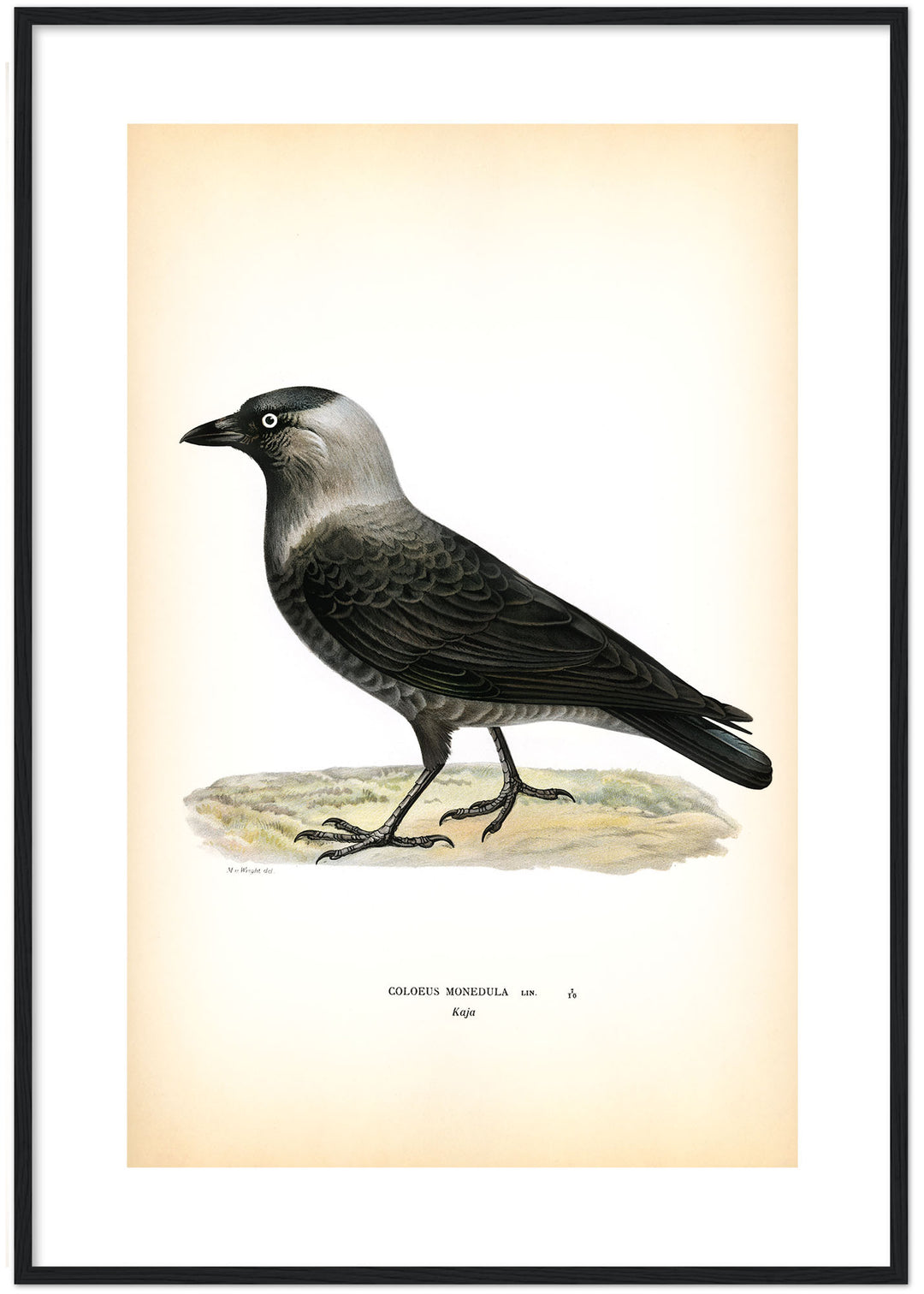 Fågeln Kaja på klassisk vintage poster/affisch