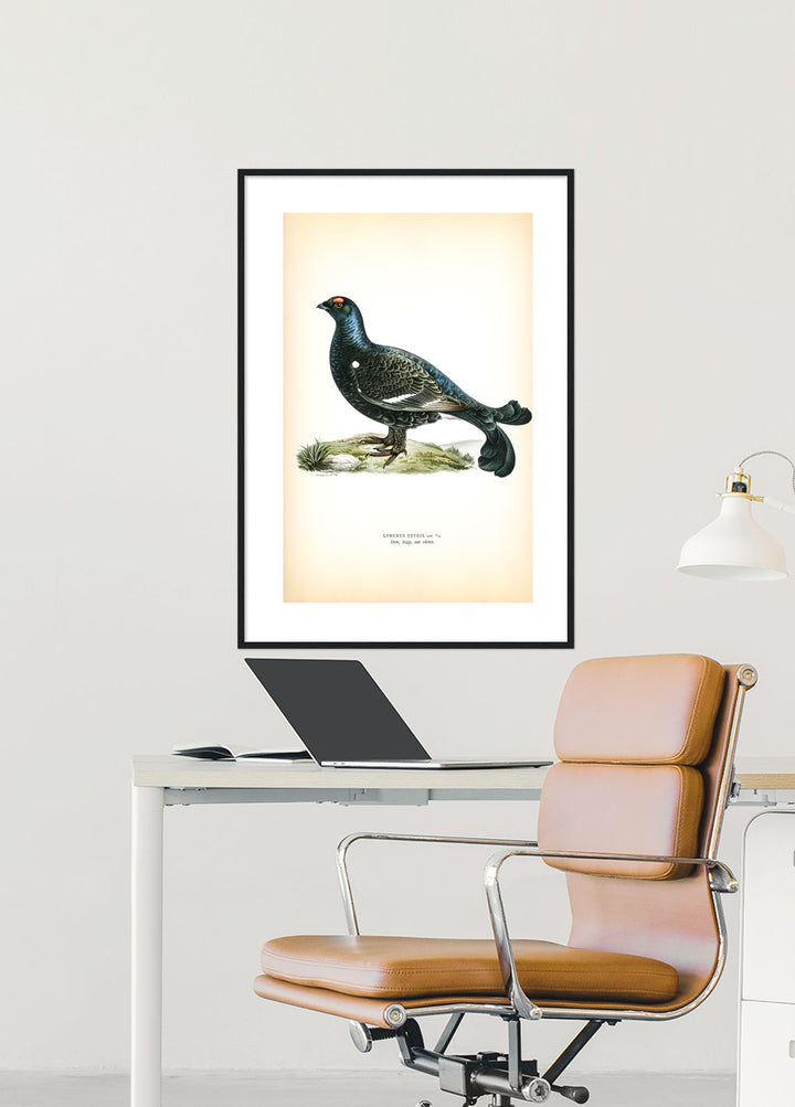 Fågeln Orre, tupp på klassisk vintage poster/affisch