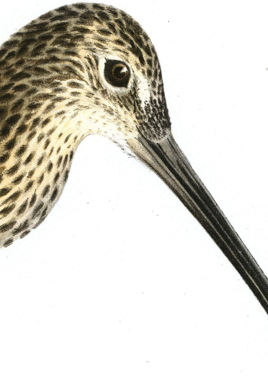 Fågeln Storspov på klassisk vintage poster/affisch