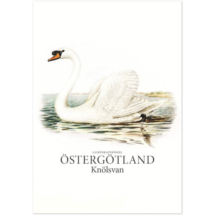 Östergötlands landskapsfågel, Knölsvan