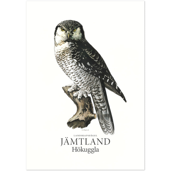 Jämtlands landskapsfågel, Hökuggla