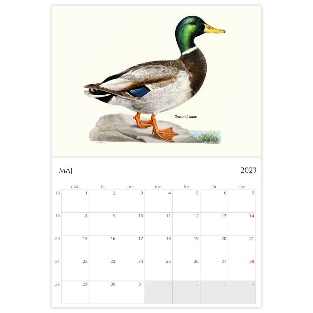 »Svenska fåglar« 2023, väggkalender