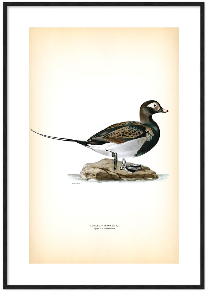Fågeln Alfågel, hane sommar på klassisk vintage poster/affisch