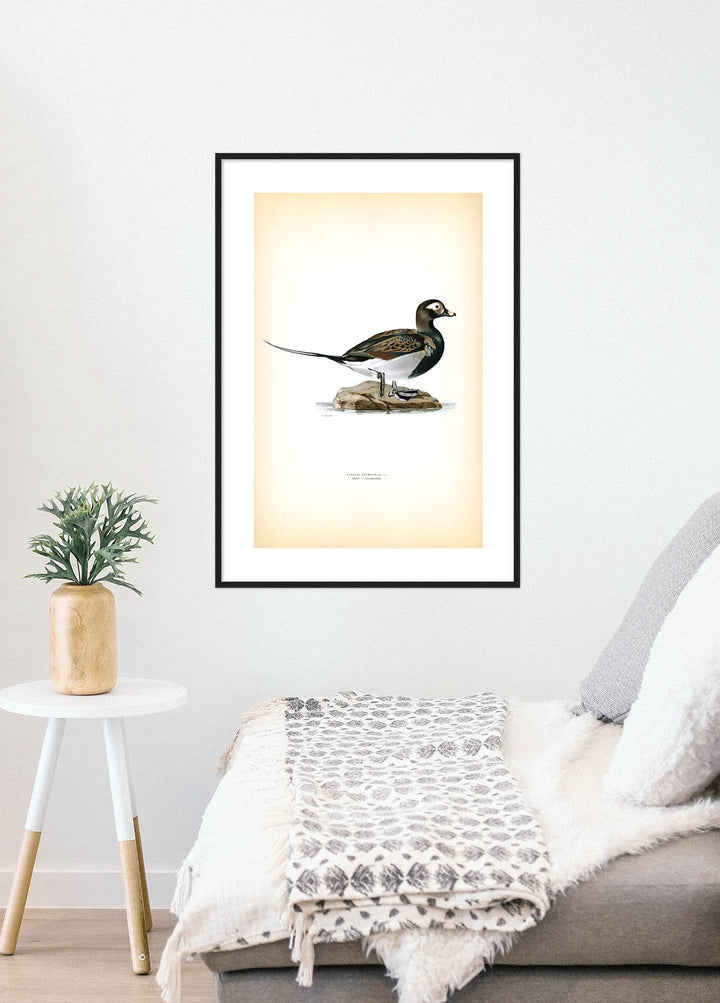 Fågeln Alfågel, hane sommar på klassisk vintage poster/affisch