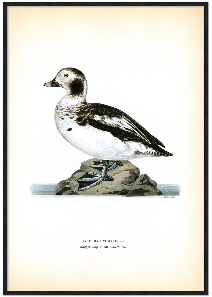 Fågeln Alfågel, ungfågel i vinterdräkt på klassisk vintage poster/affisch