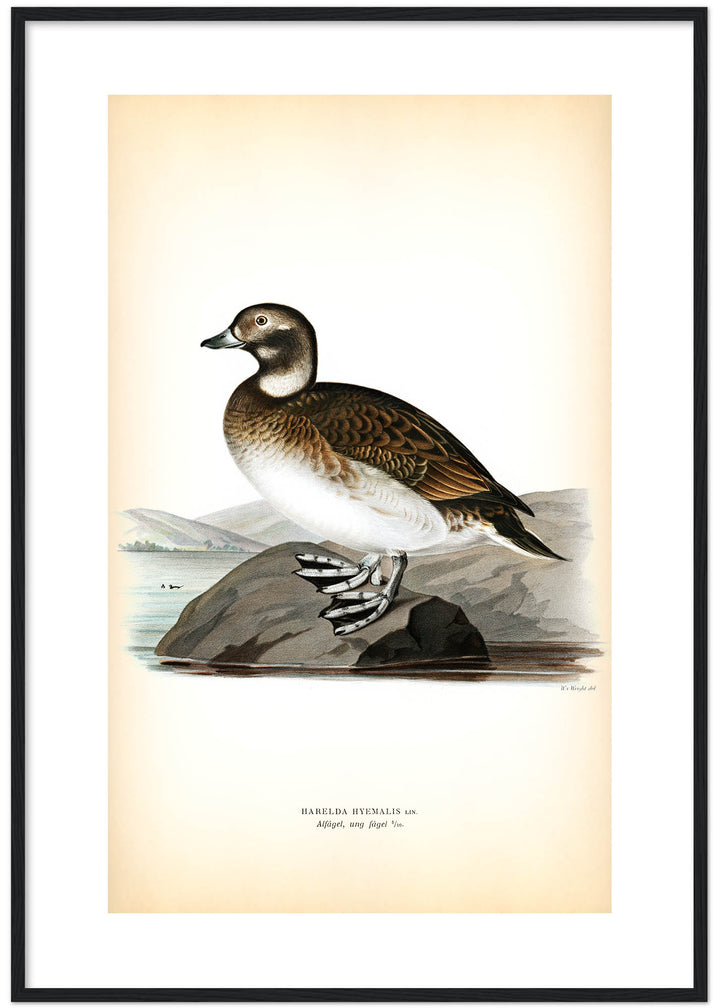 Fågeln Alfågel, ung på klassisk vintage poster/affisch
