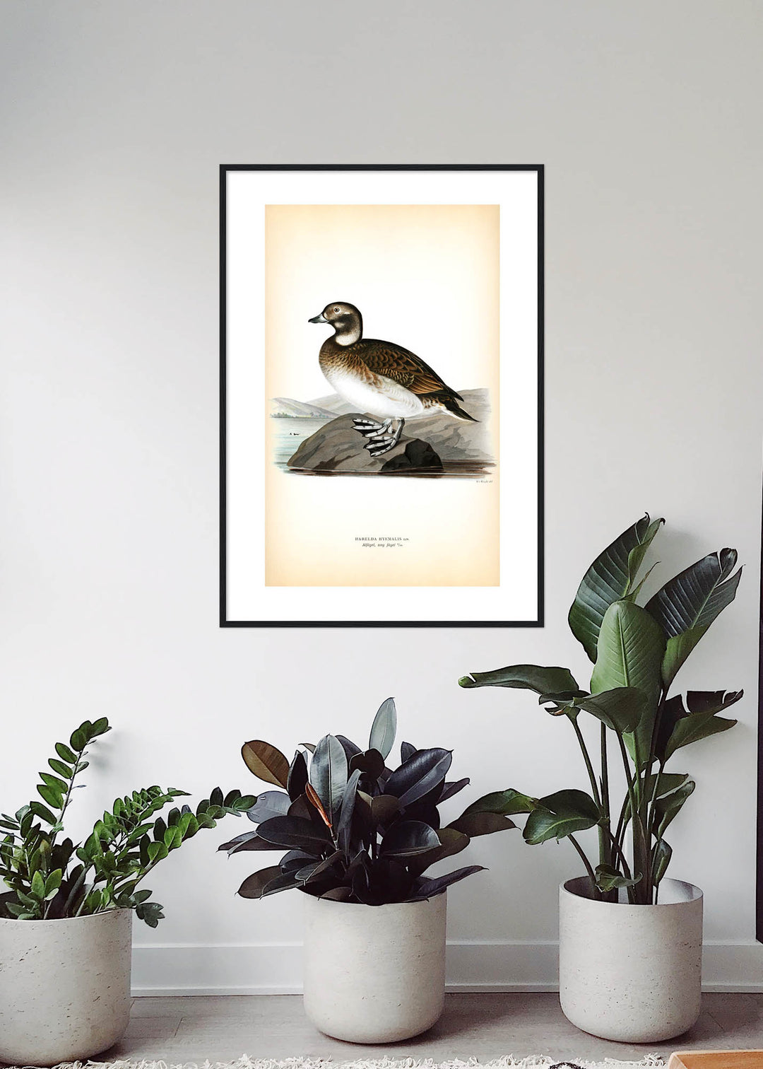 Fågeln Alfågel, ung på klassisk vintage poster/affisch