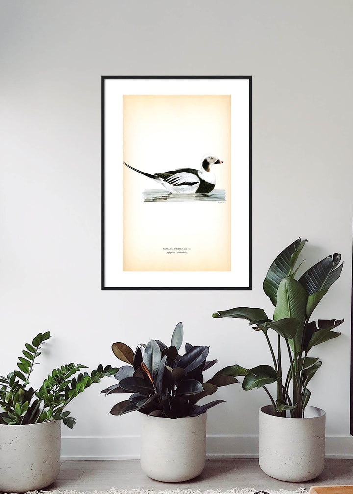 Fågeln Alfågel, hane vinter på klassisk vintage poster/affisch
