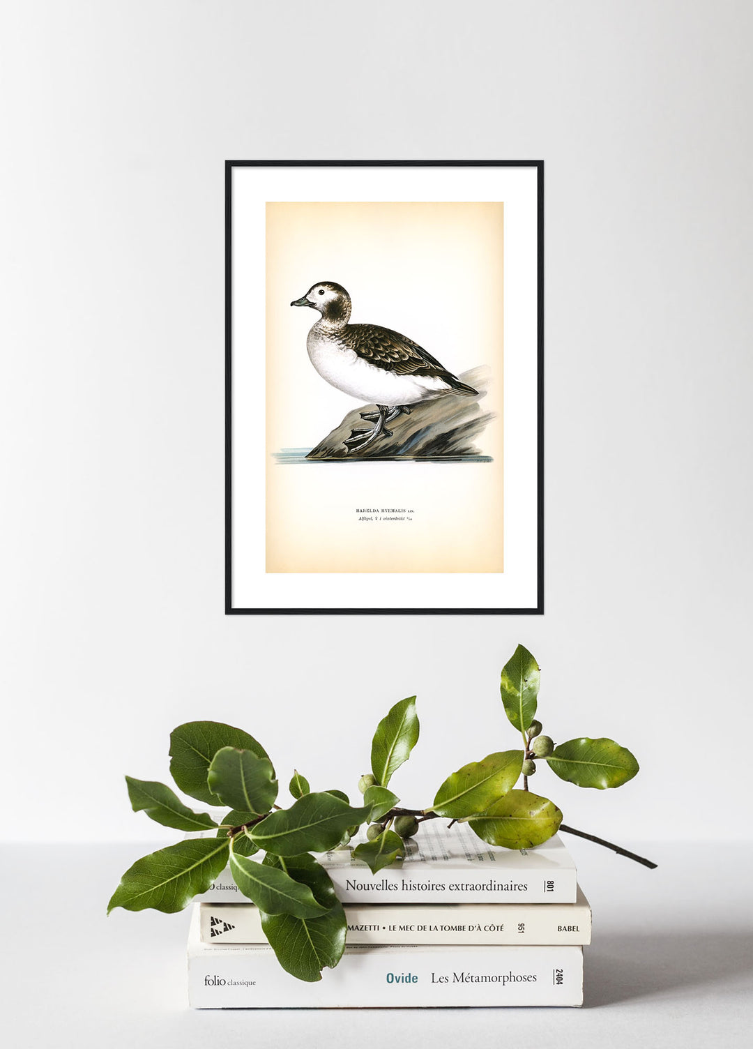 Fågeln Alfågel, hona i vinterdräkt på klassisk vintage poster/affisch