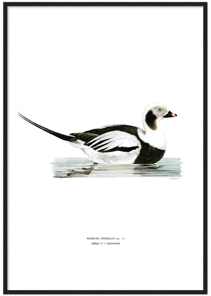Fågeln Alfågel, hane vinter på klassisk vintage poster/affisch