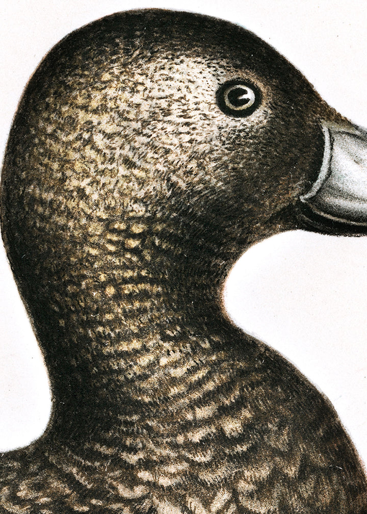 Fågeln Alförrädare på klassisk vintage poster/affisch
