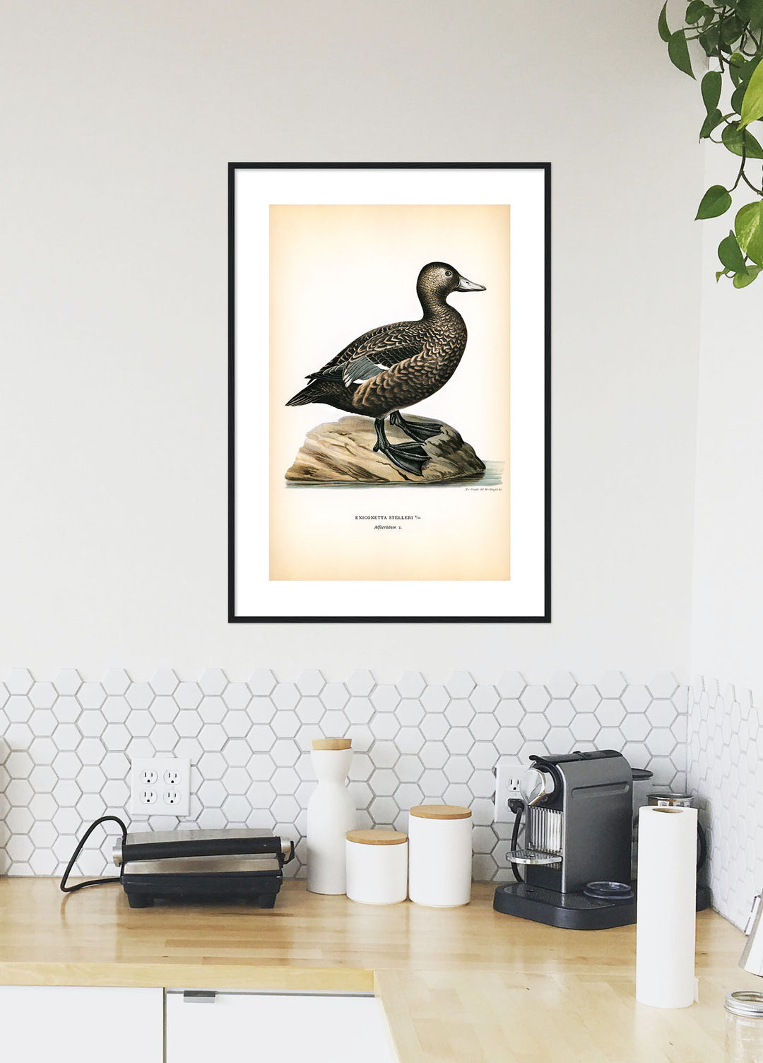 Fågeln Alförrädare på klassisk vintage poster/affisch