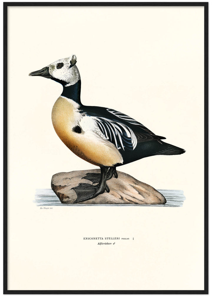 Fågeln Alförädare, hane på klassisk vintage poster/affisch