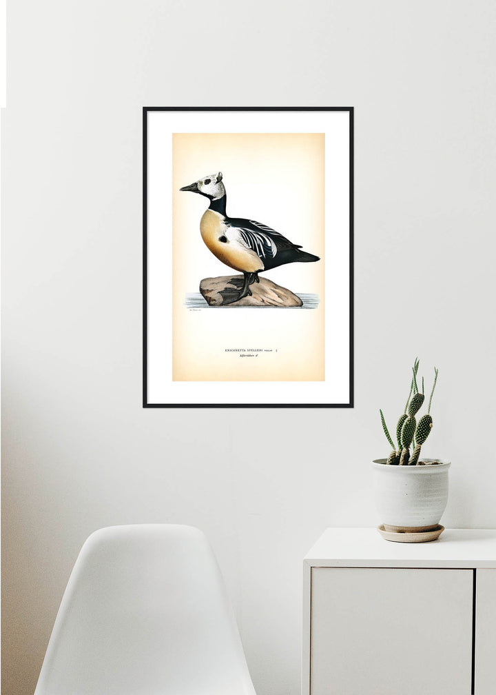 Fågeln Alförädare, hane på klassisk vintage poster/affisch