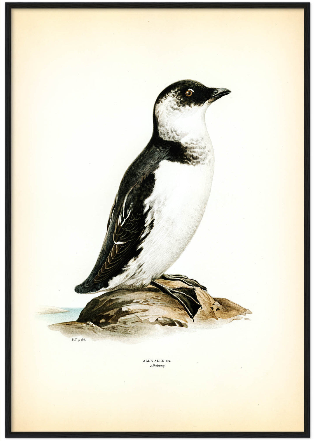 Fågeln Alkekung på klassisk vintage poster/affisch