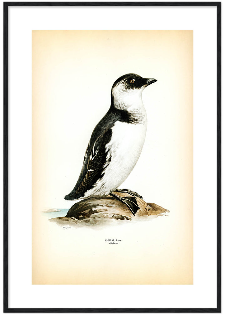 Fågeln Alkekung på klassisk vintage poster/affisch