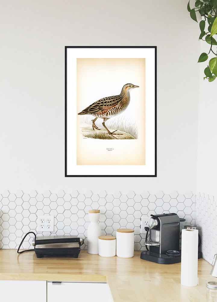 Fågeln Ängsknarr på klassisk vintage poster/affisch