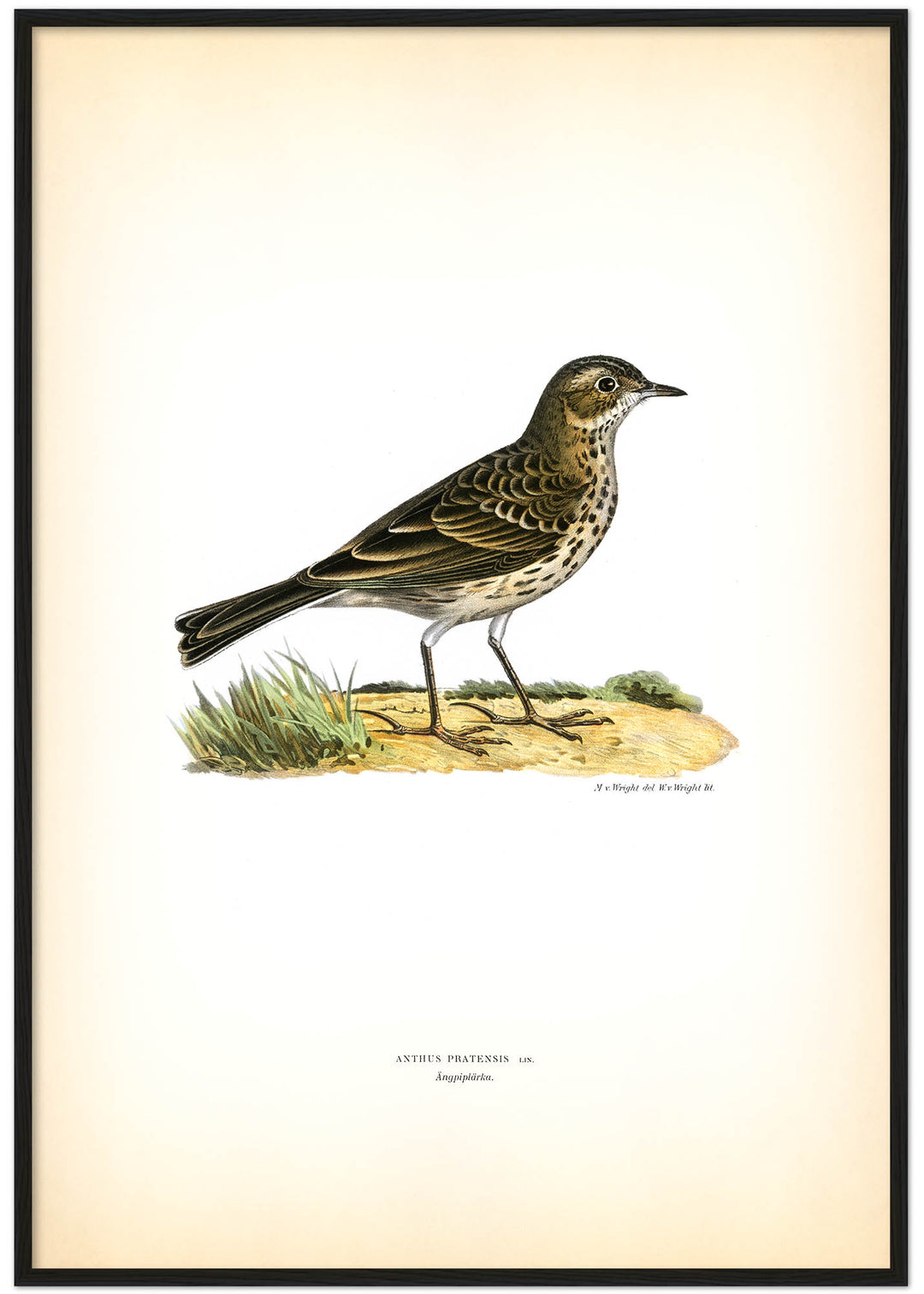 Fågeln Ängspiplärka på klassisk vintage poster/affisch
