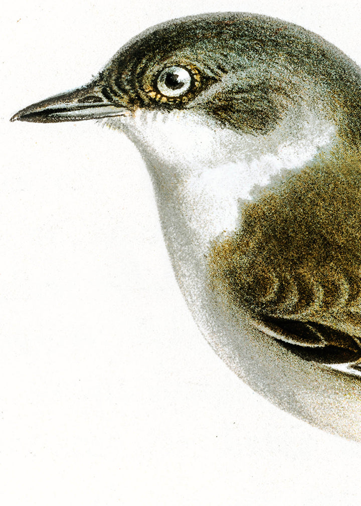 Fågeln Ärtsångare på klassisk vintage poster/affisch