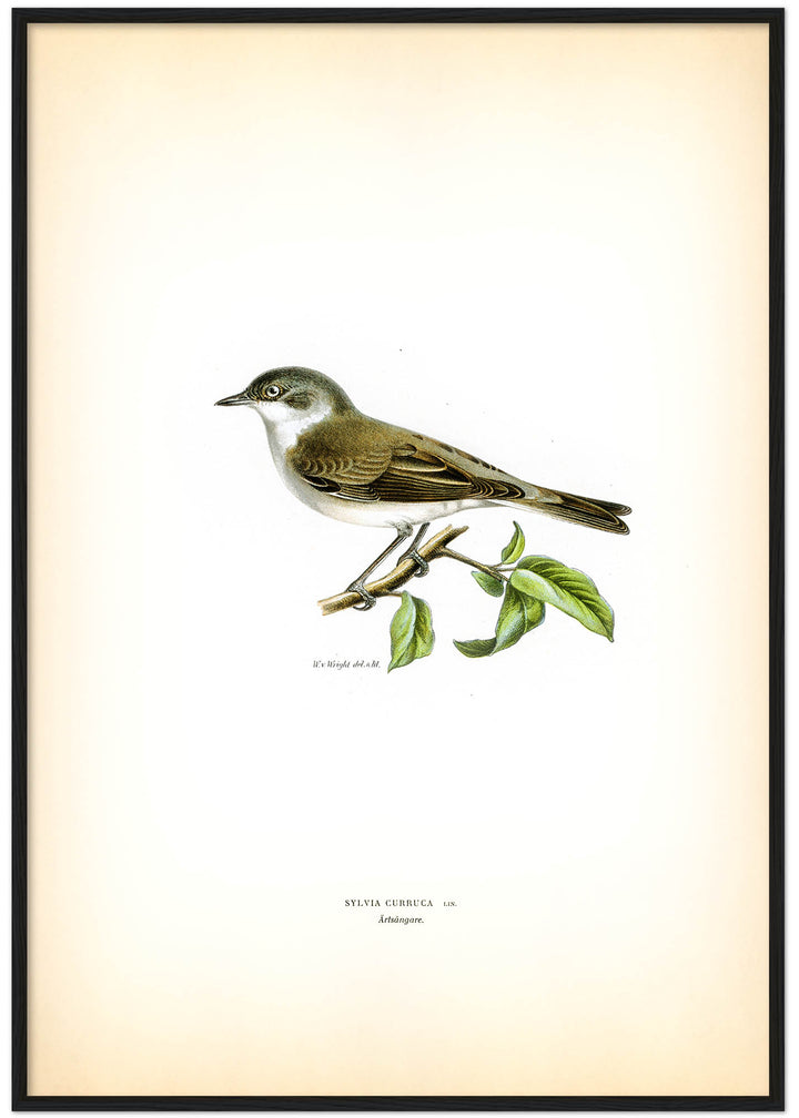 Fågeln Ärtsångare på klassisk vintage poster/affisch