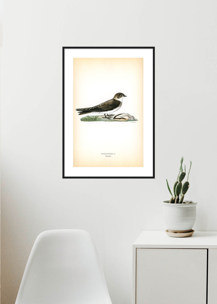 Fågeln Backsvala på klassisk vintage poster/affisch