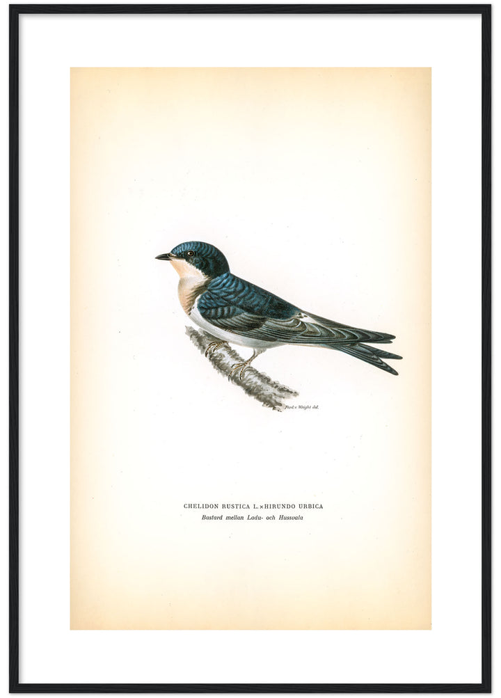 Fågeln Bastard av ladu- och hussvala på klassisk vintage poster/affisch