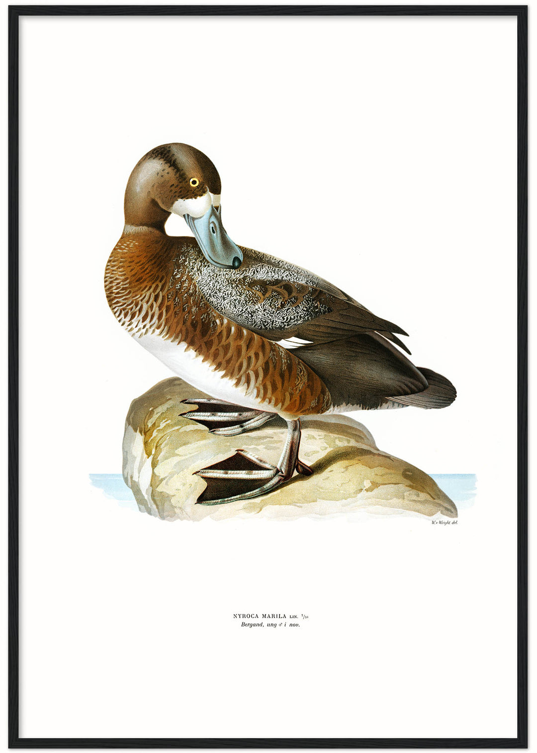 Fågeln Bergand, ung på klassisk vintage poster/affisch