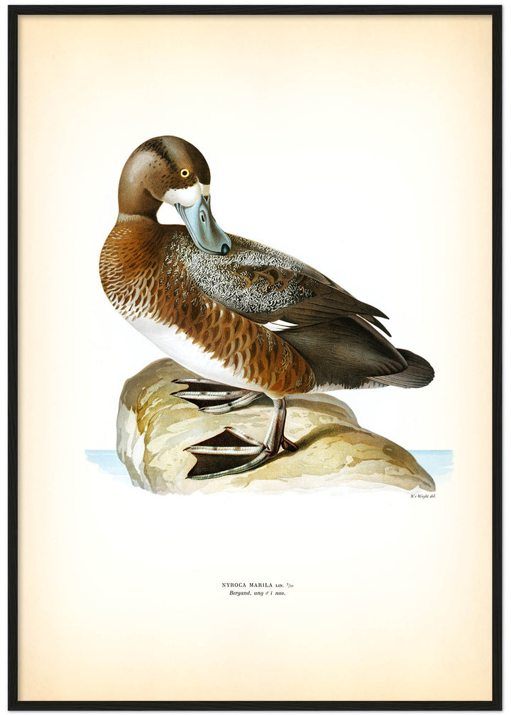 Fågeln Bergand, ung på klassisk vintage poster/affisch