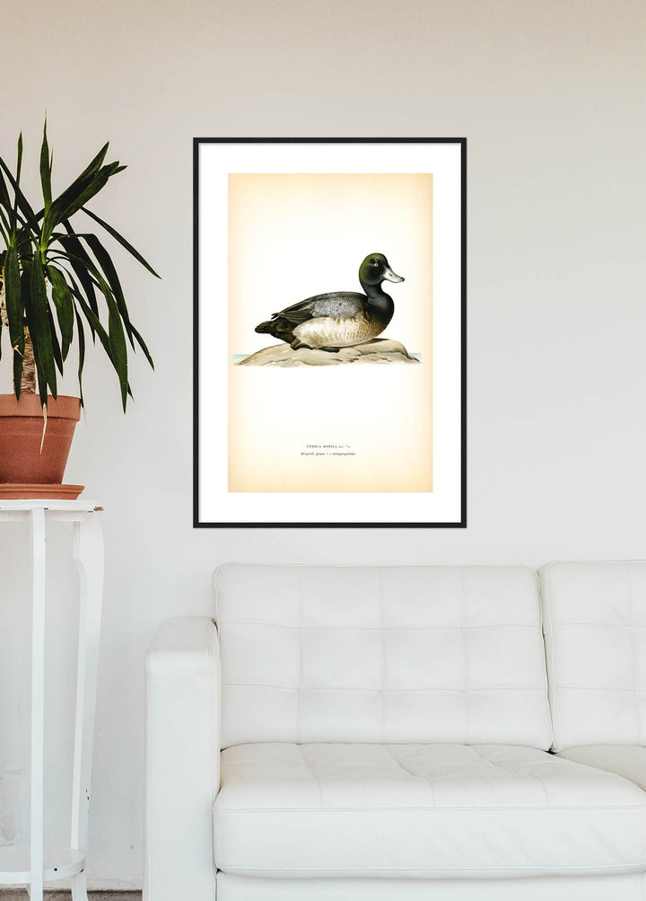 Fågeln Bergand, yngre, övergångsdräkt på klassisk vintage poster/affisch