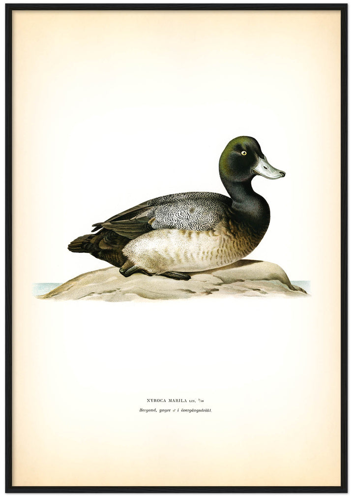 Fågeln Bergand, yngre, övergångsdräkt på klassisk vintage poster/affisch