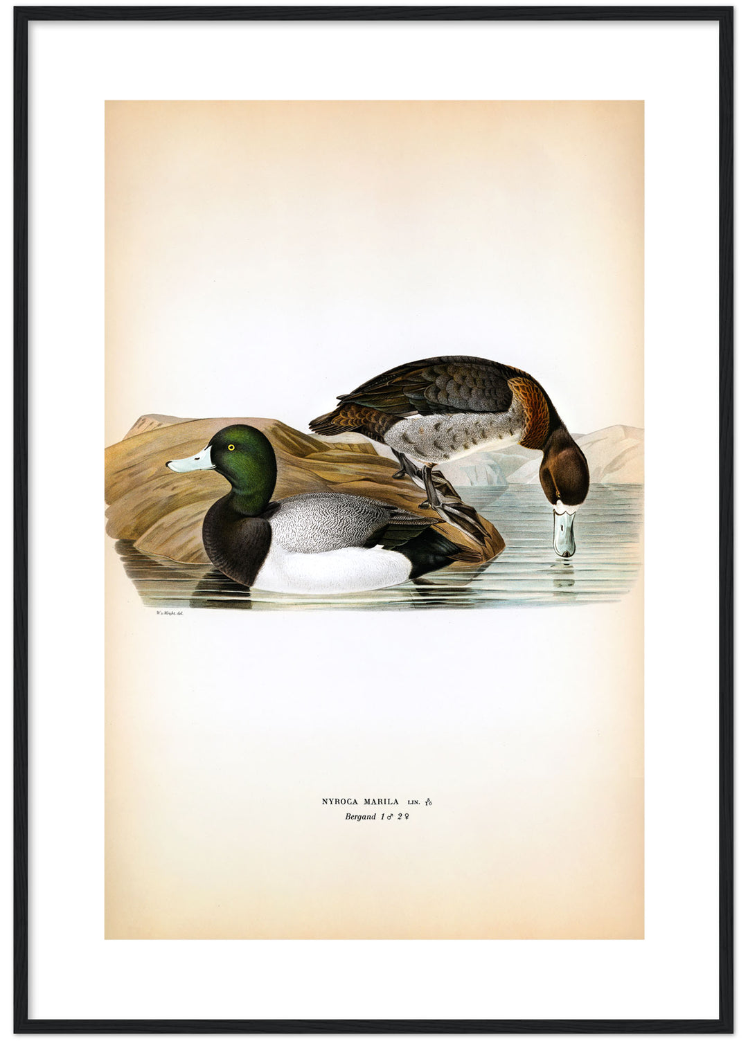 Fågeln Bergand på klassisk vintage poster/affisch