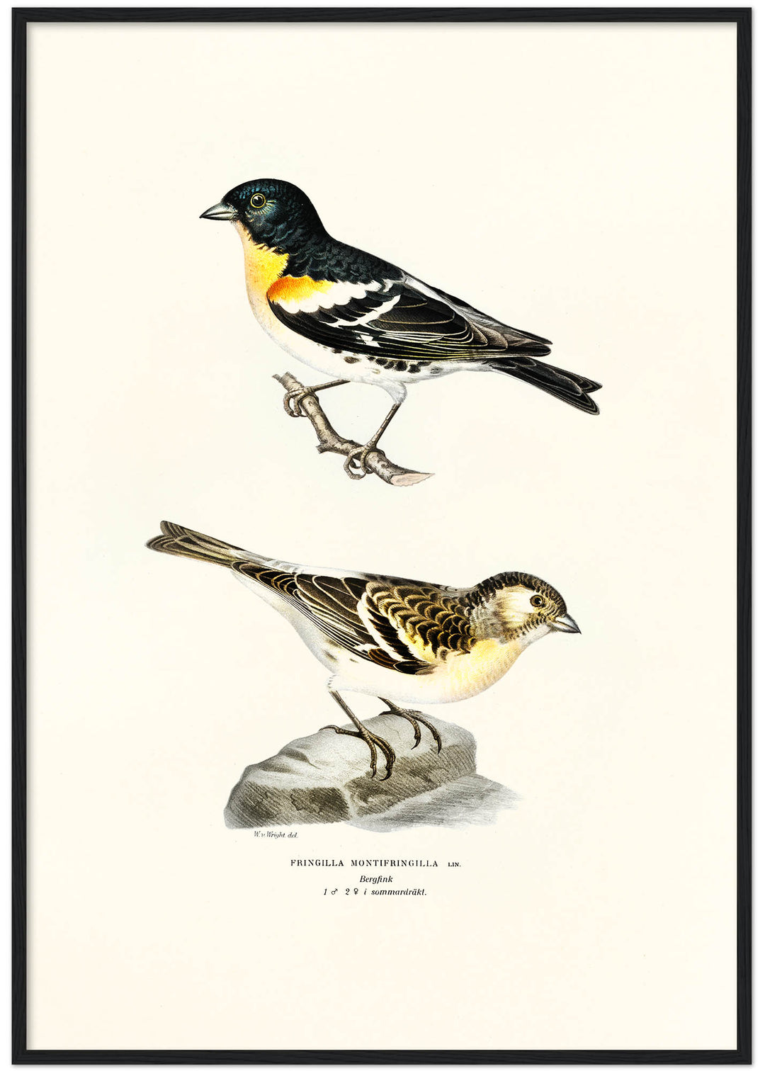 Fågeln Bergfink på klassisk vintage poster/affisch