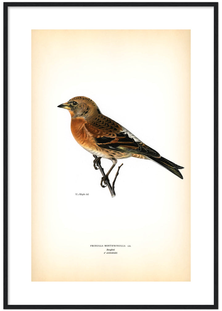Fågeln Bergfink, vinter på klassisk vintage poster/affisch