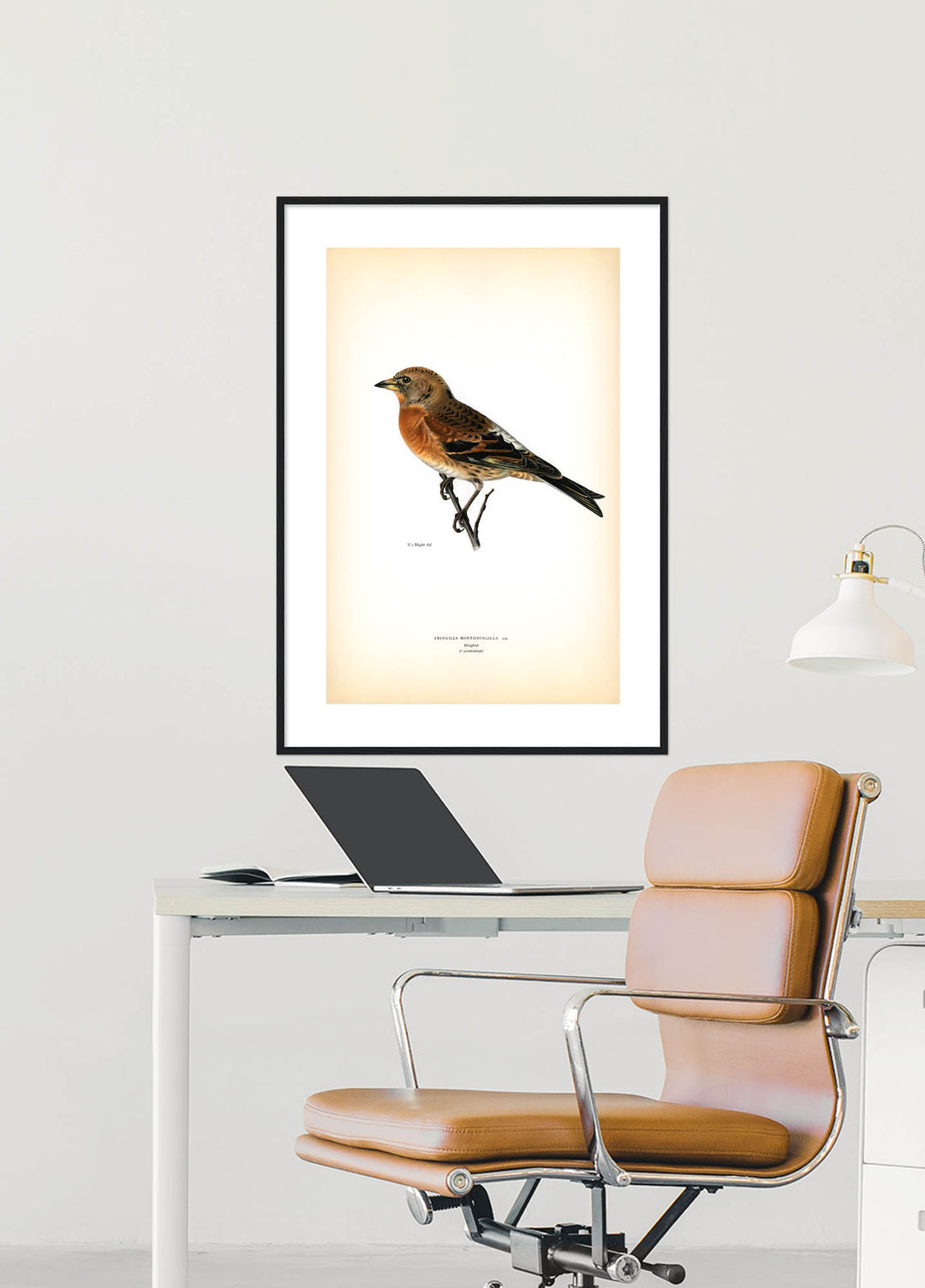 Fågeln Bergfink, vinter på klassisk vintage poster/affisch