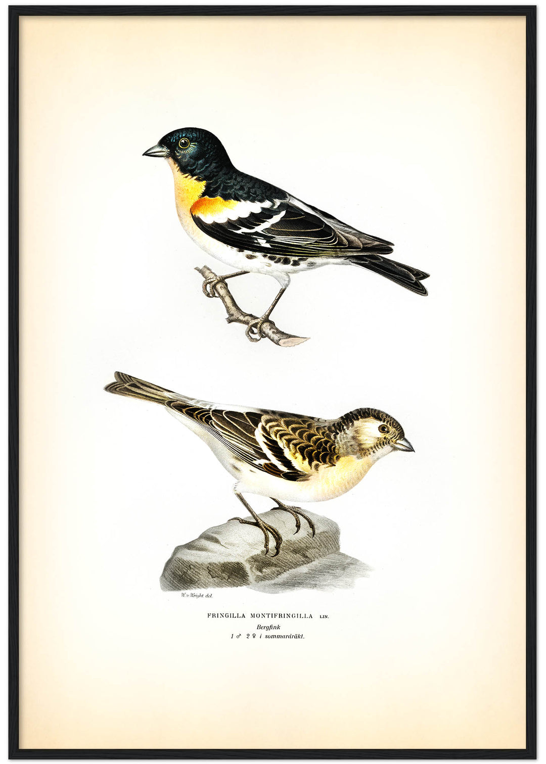 Fågeln Bergfink på klassisk vintage poster/affisch