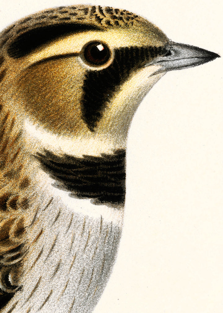 Fågeln Berglärka, vinter på klassisk vintage poster/affisch