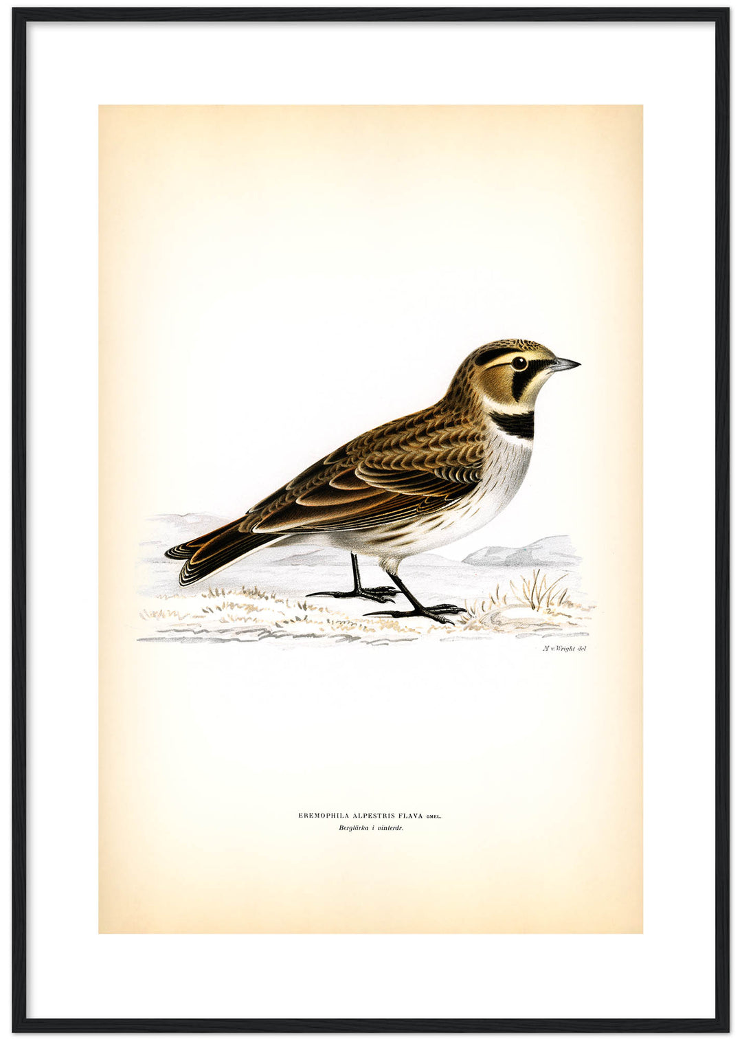 Fågeln Berglärka, vinter på klassisk vintage poster/affisch